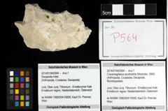 Foto (Objekt + Etiketten) von Cracensigillatus acutirostris (Moericke, 1889) 